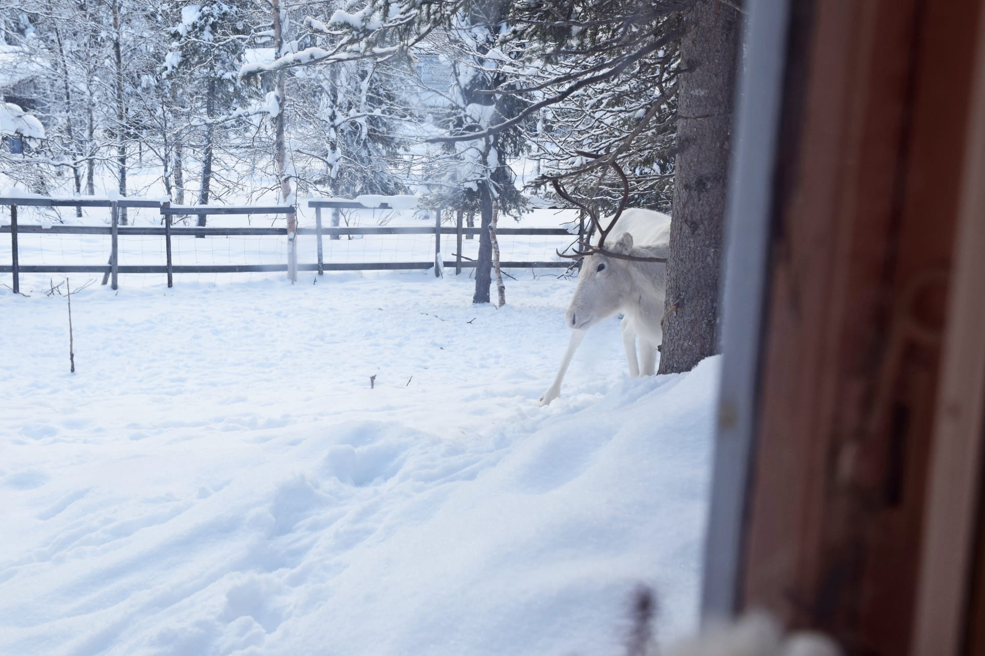 Christmas or New Year's Break in Tankavaara, Lapland