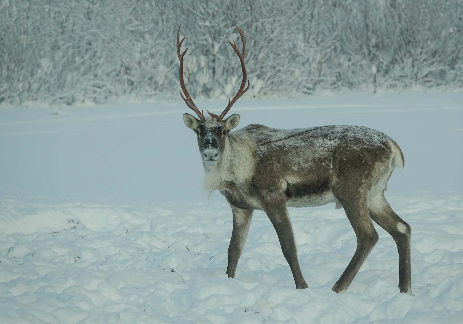 Wild forest reindeer
