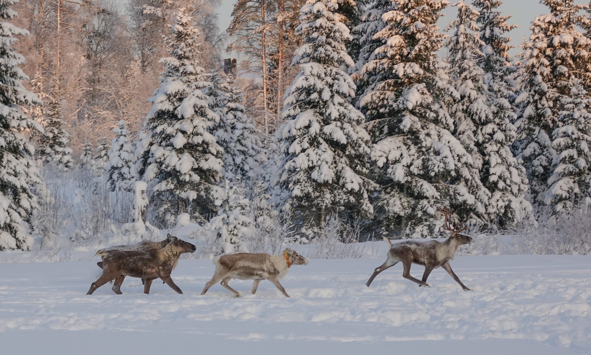 Wild forest reindeer