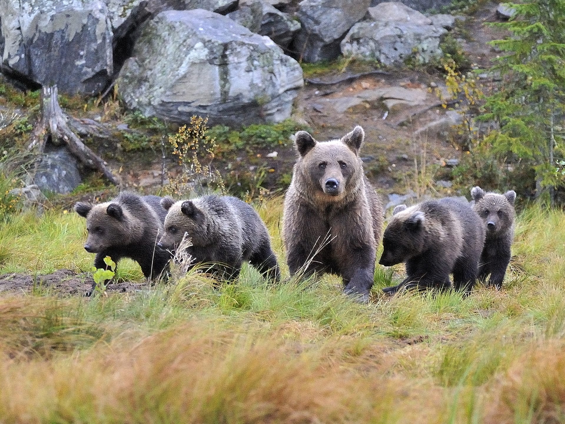 Wild brown bear mother with her cubs enjoy summer.
