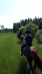Horse trail in summertime.