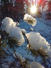 Winter twinkles in the sun