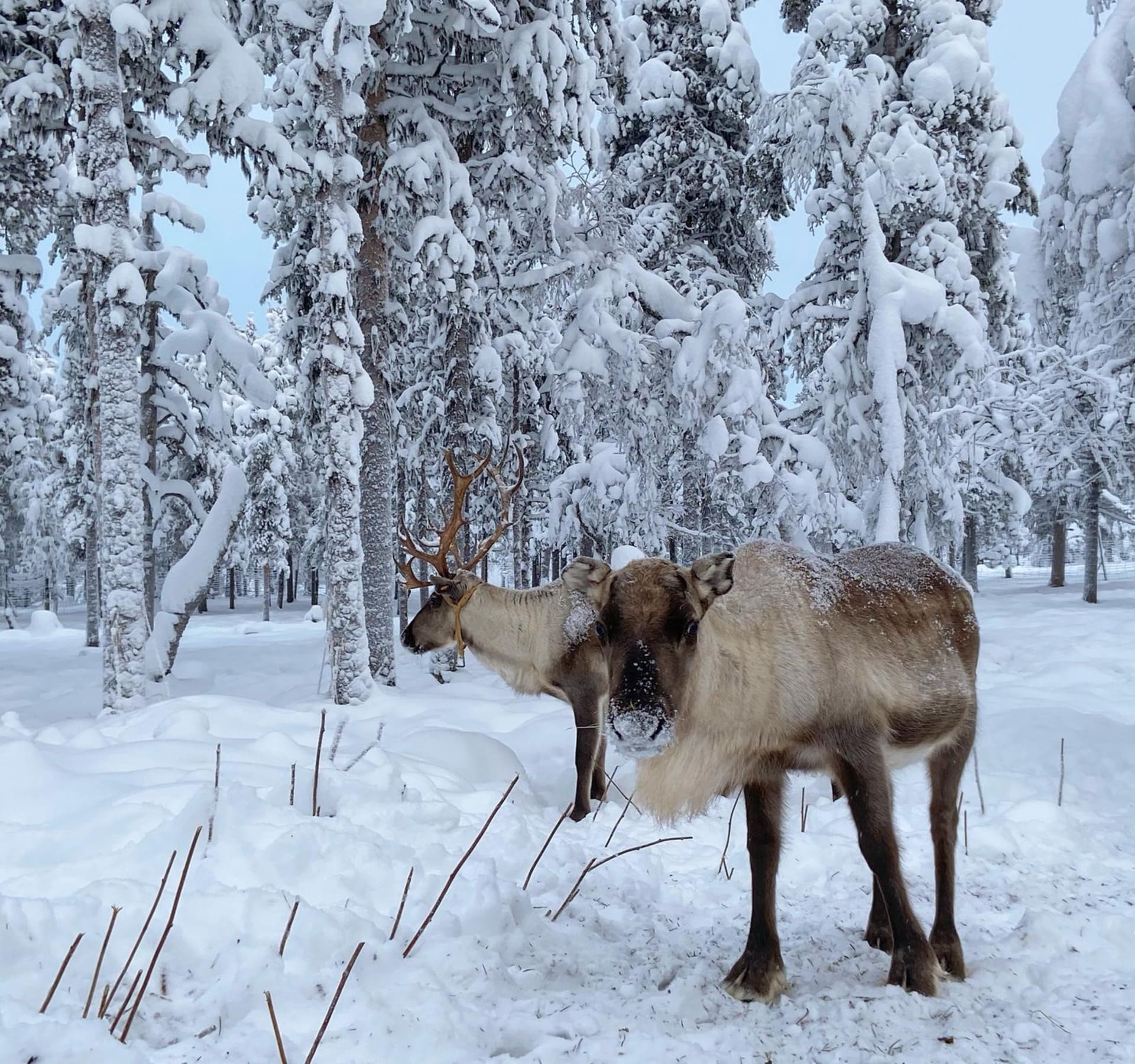 Snowmobilesafari to the Reindeer yard
