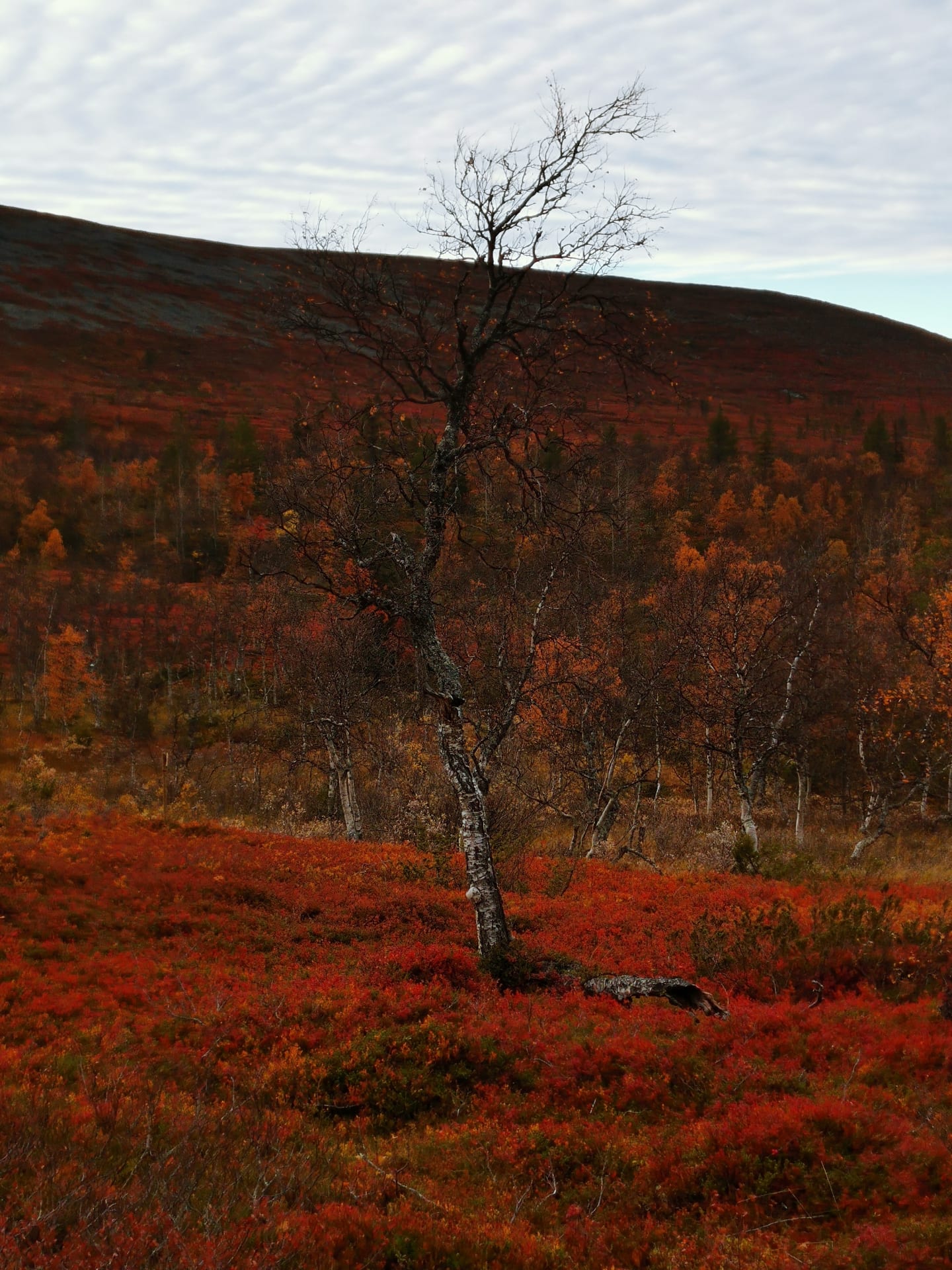 Foliage colours.