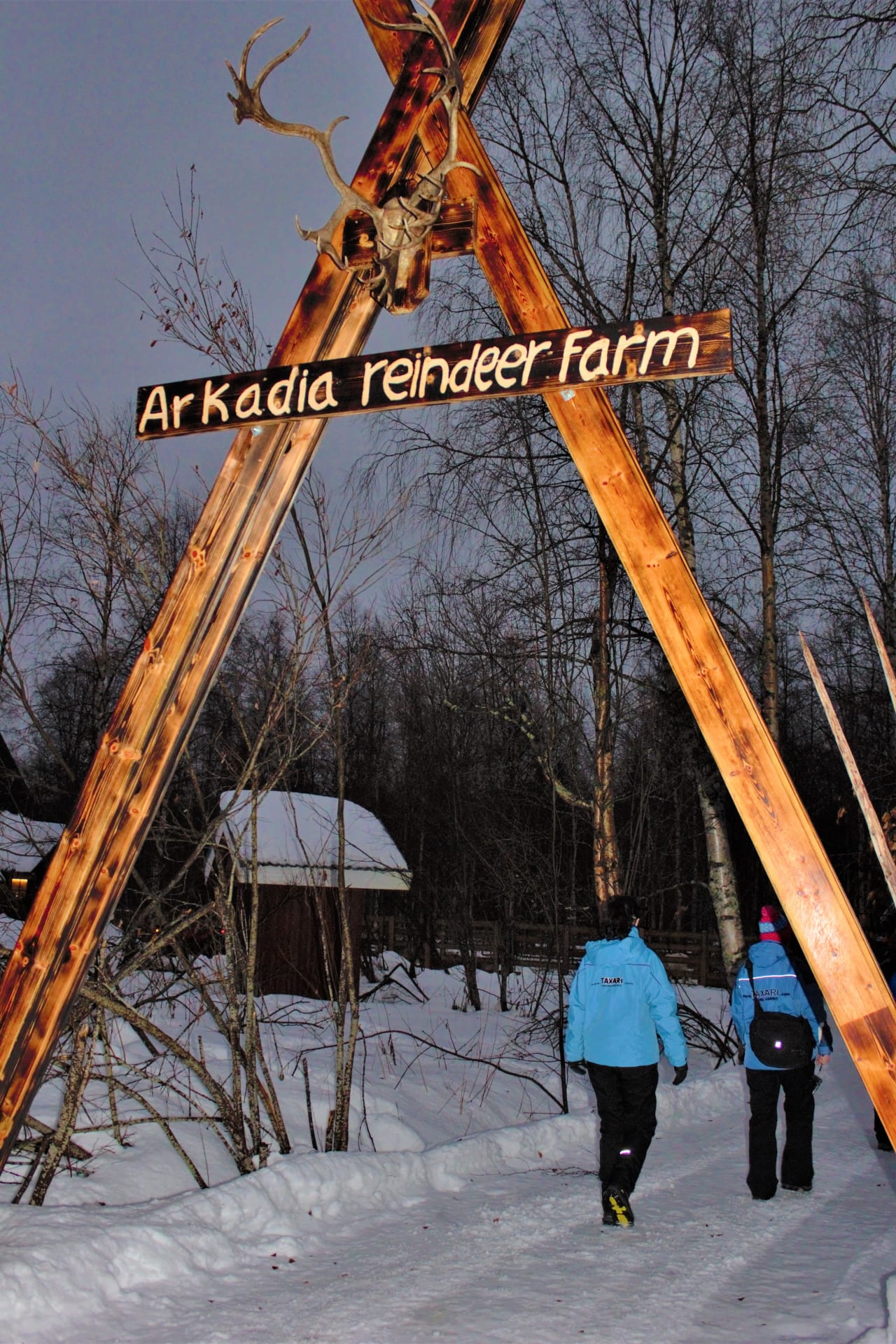 Reindeer safari