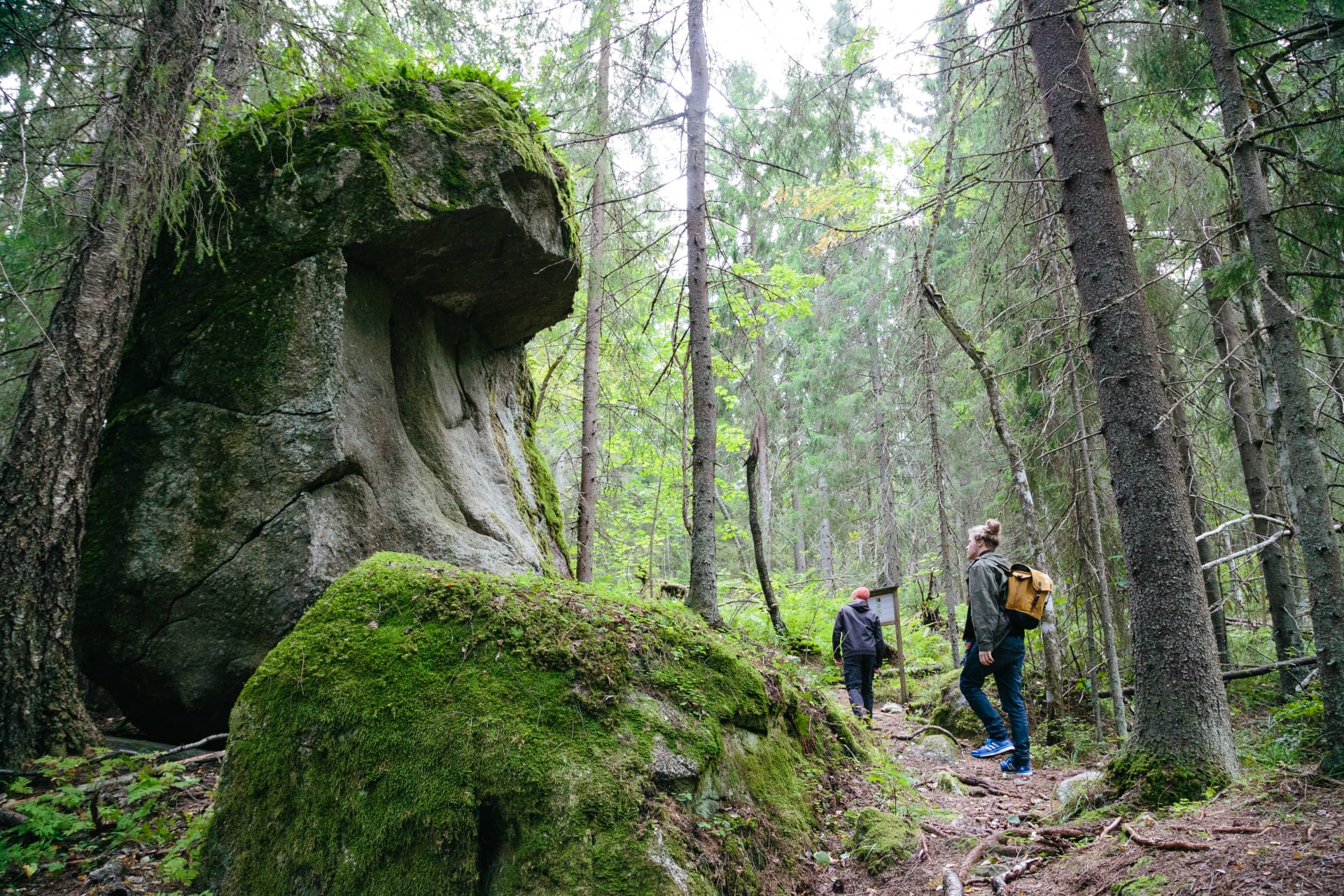 Kammiovuori