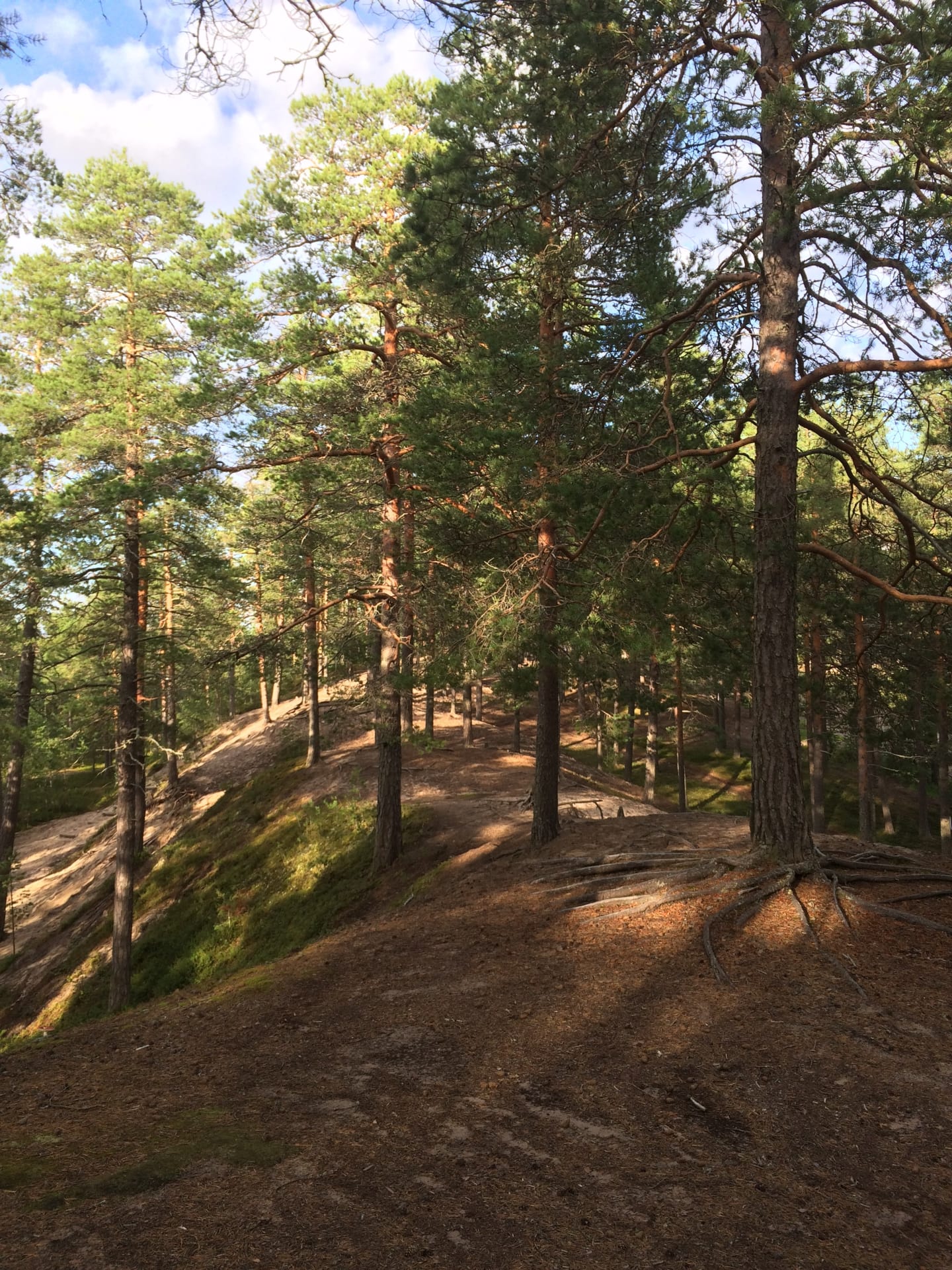 Virpiniemi nature tracks