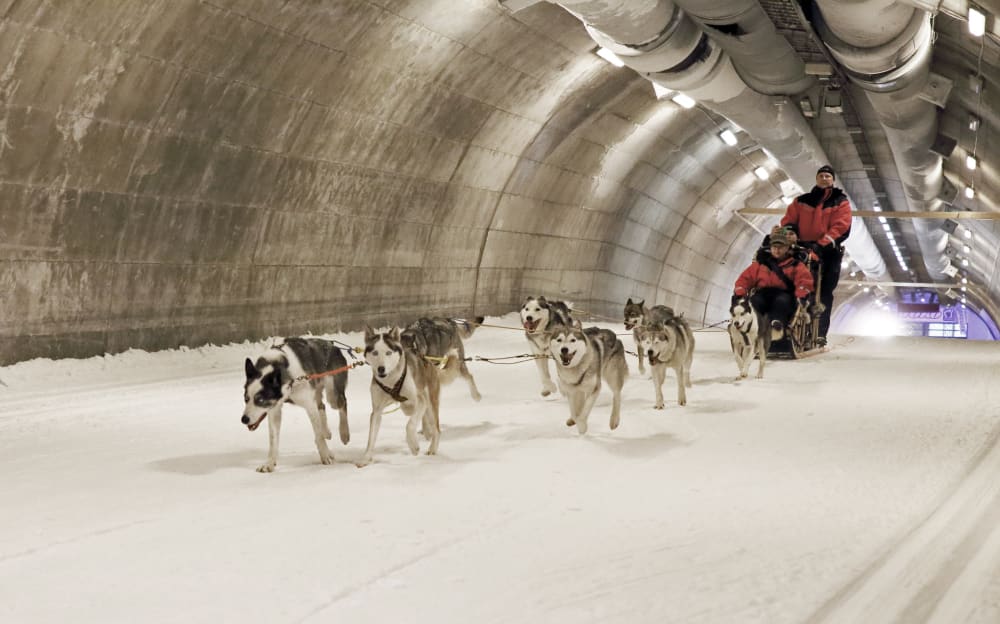 Huskies in  Ski Tunnel