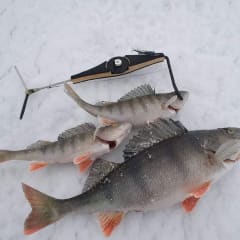 Vihreä mökki Puruveden rannalla