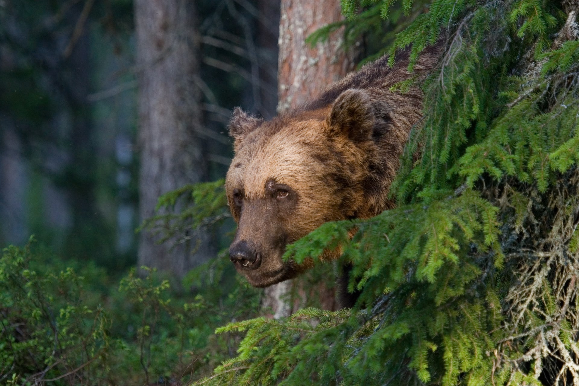 A large male brown bear observing his territory from behind bushes at Bear Centre near the Russian border, enhancing the bear-watching experience.