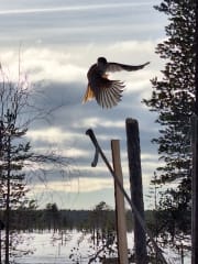 Kotaravintola Suonmukka