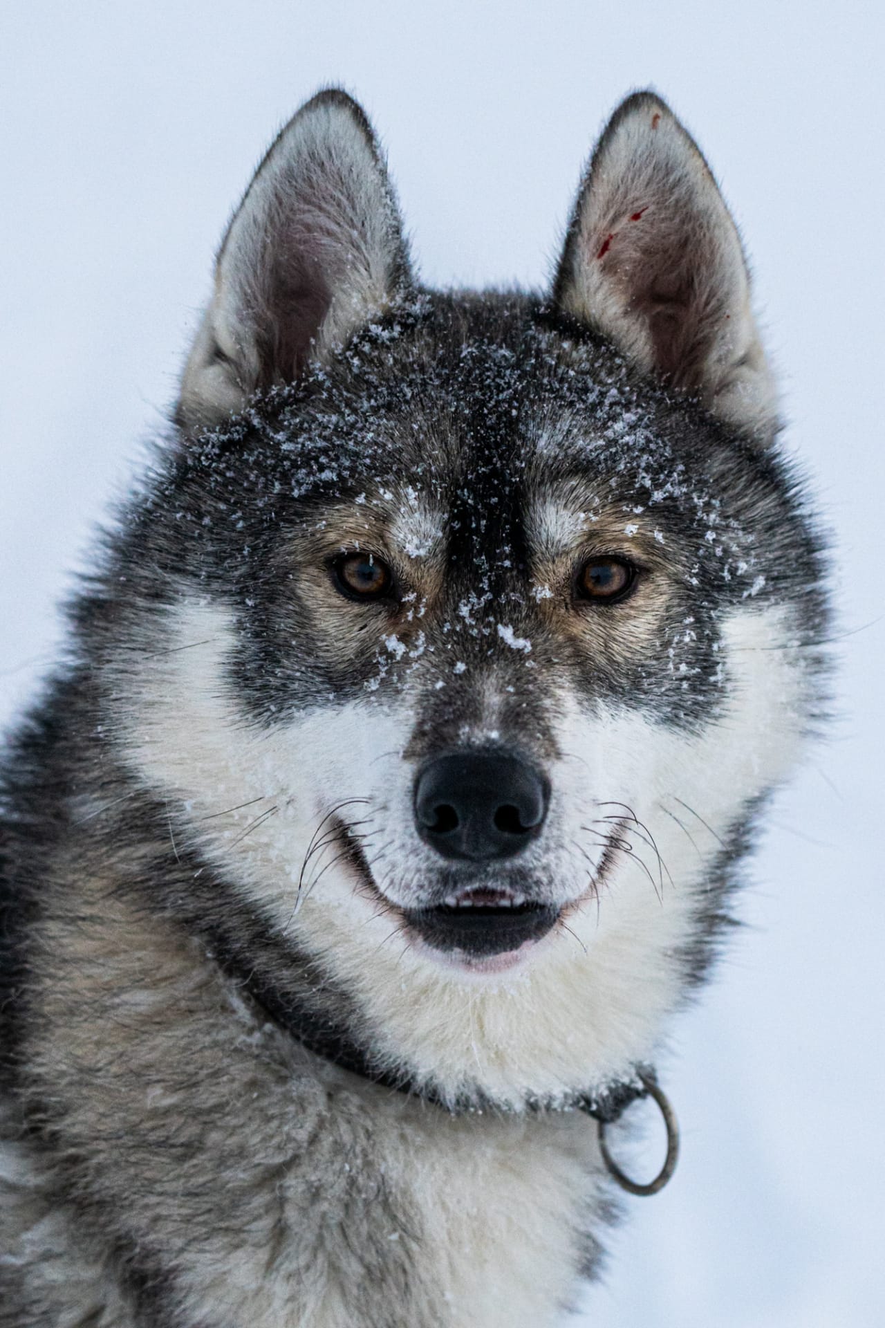 Siberian Husky Nalle