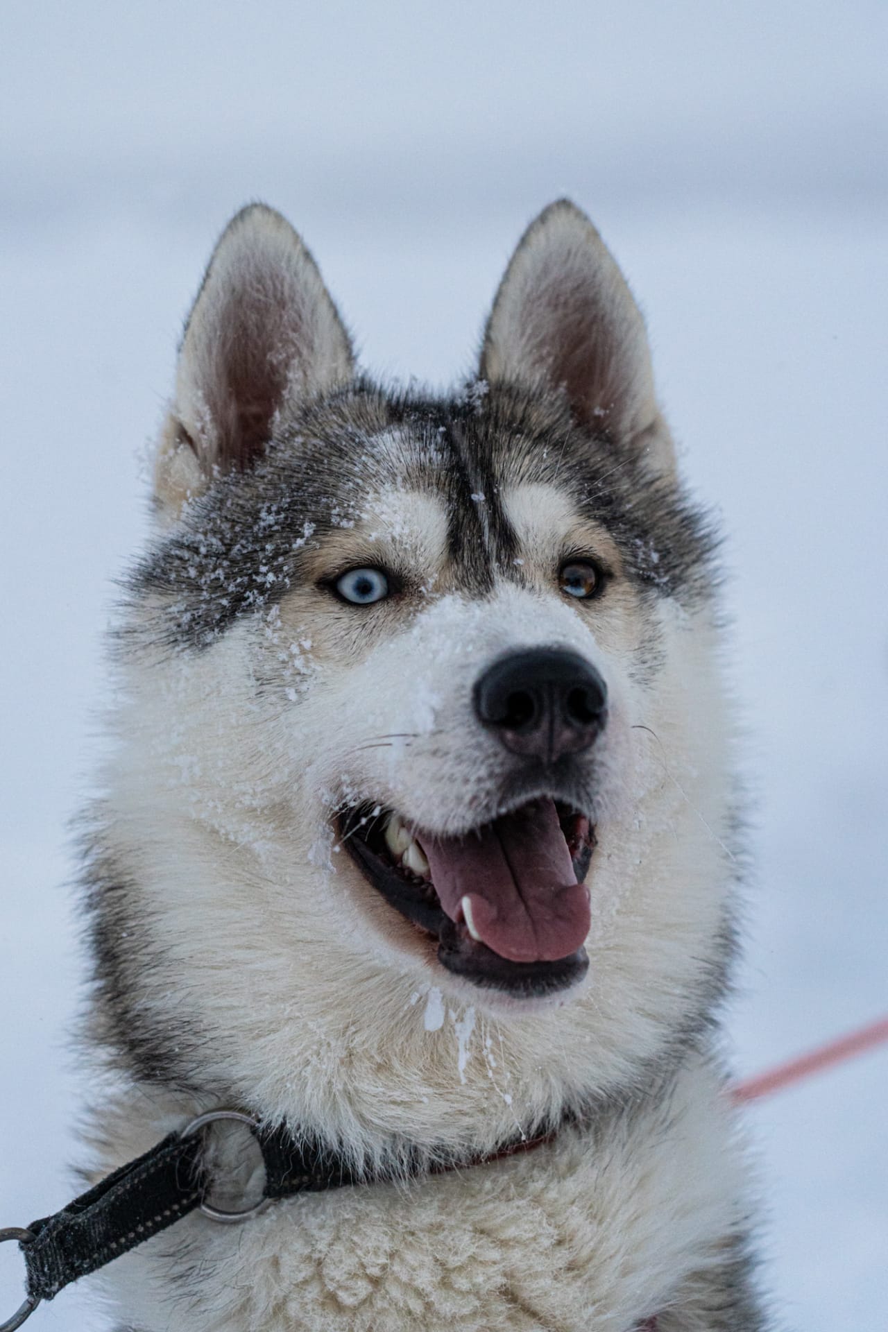 Siberian Husky Nekku