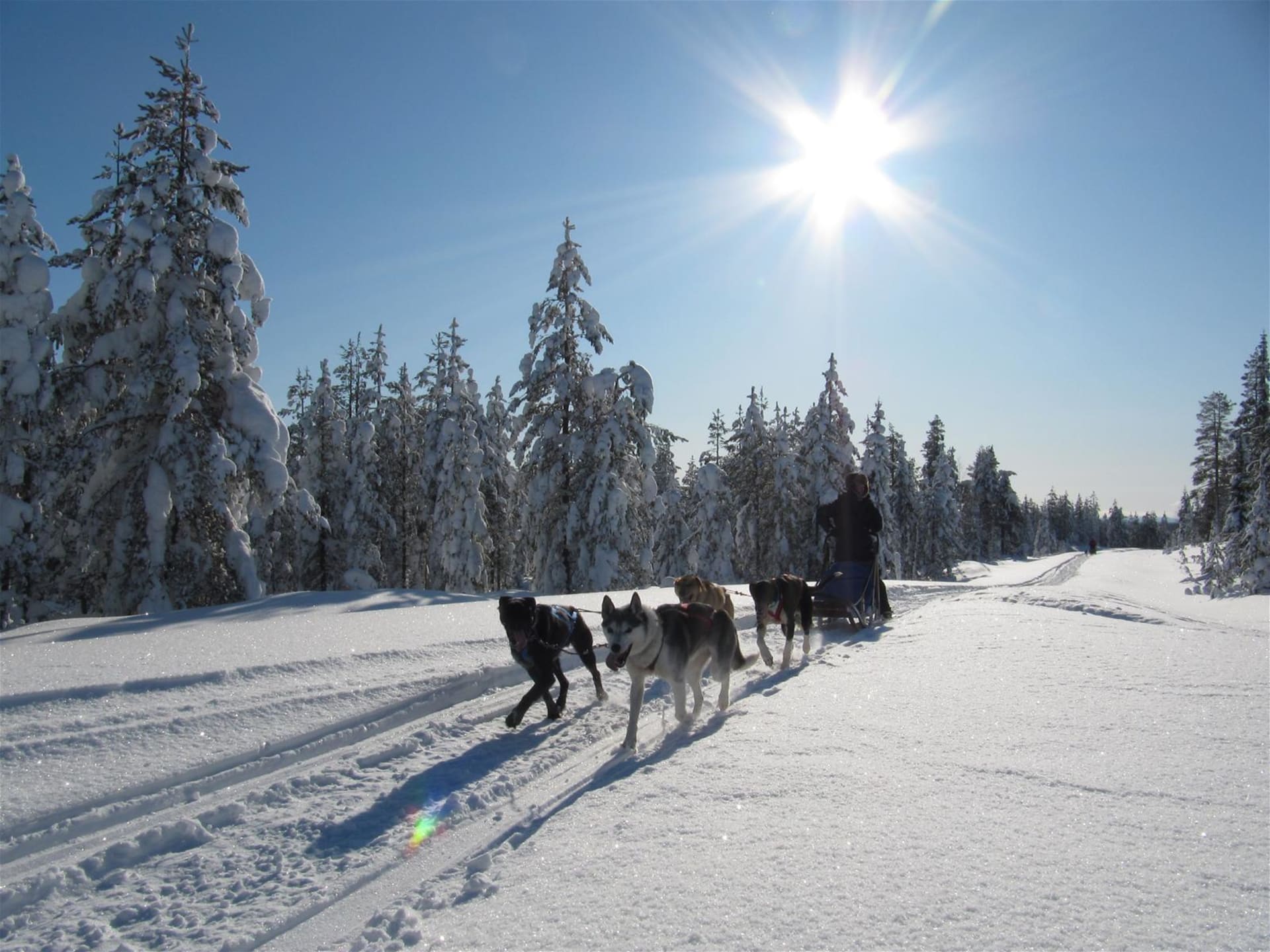 Apukka Husky Adventure
