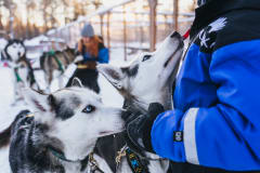Petting the huskies in Apukka Husky Farm.