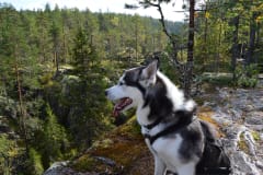Three National Parks Summer Adventure in South Lapland - husky hiking
