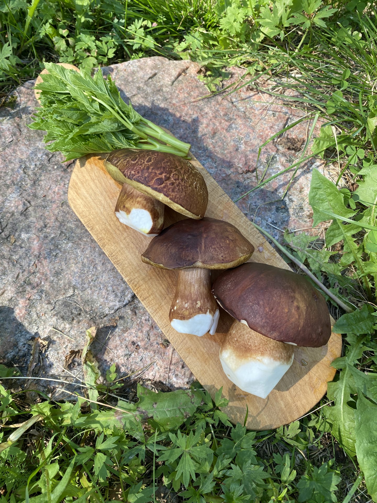 Wild herbs/ berries/ mushroom foraging and a campfire lunch