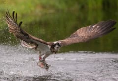 Pohtiolammen sääksi- ja luontokeskus