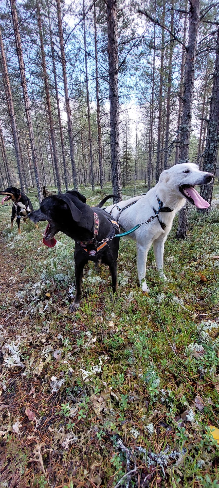 Leaddogs Levi and Luna