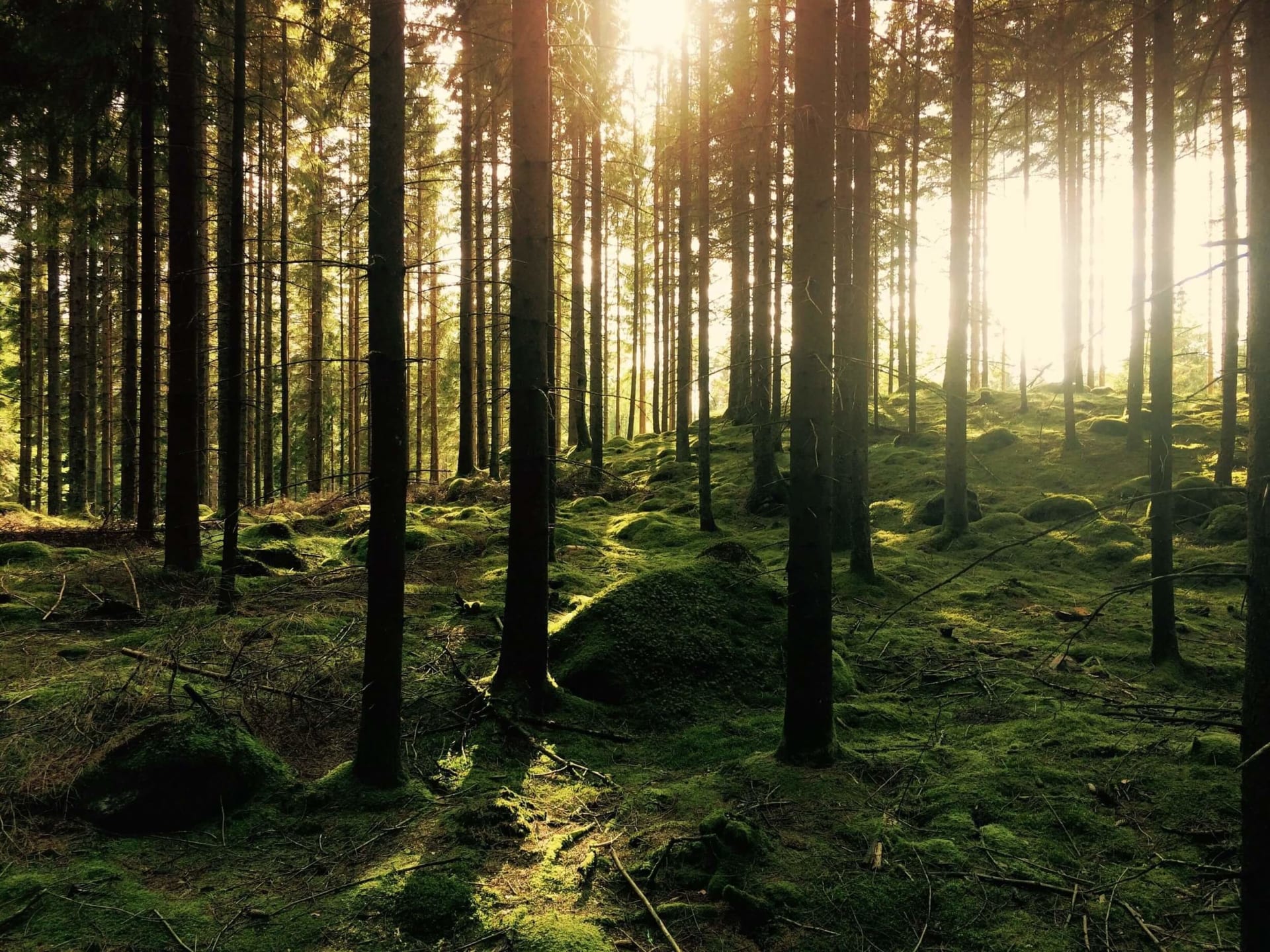Auringonvalo siivilöityy puiden lomasta metsäkylvyssä