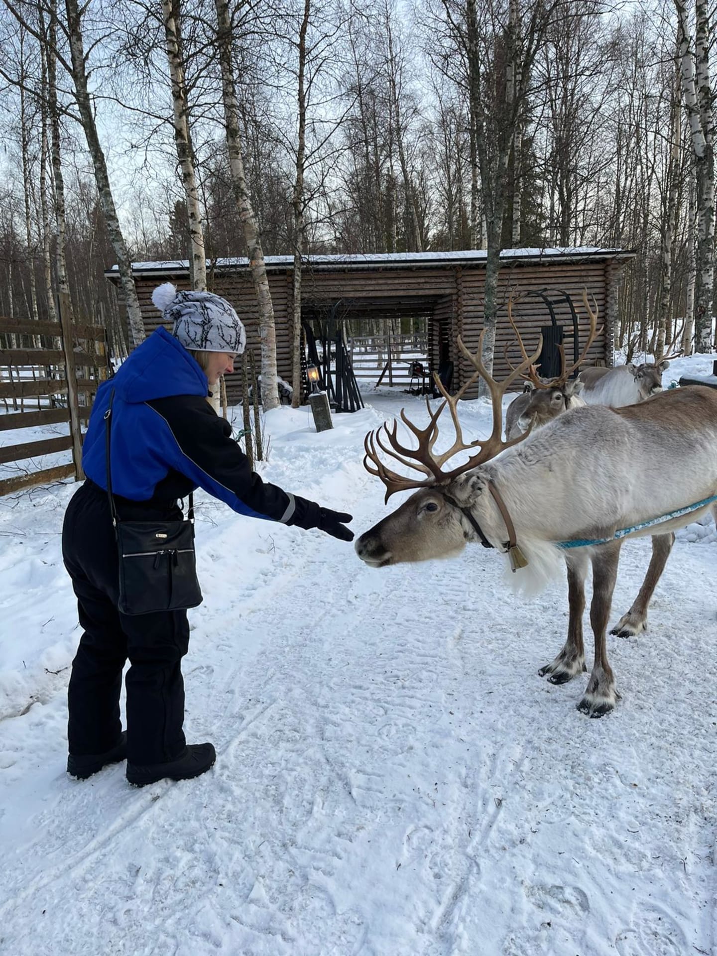 Arkadia-reindeer-farm