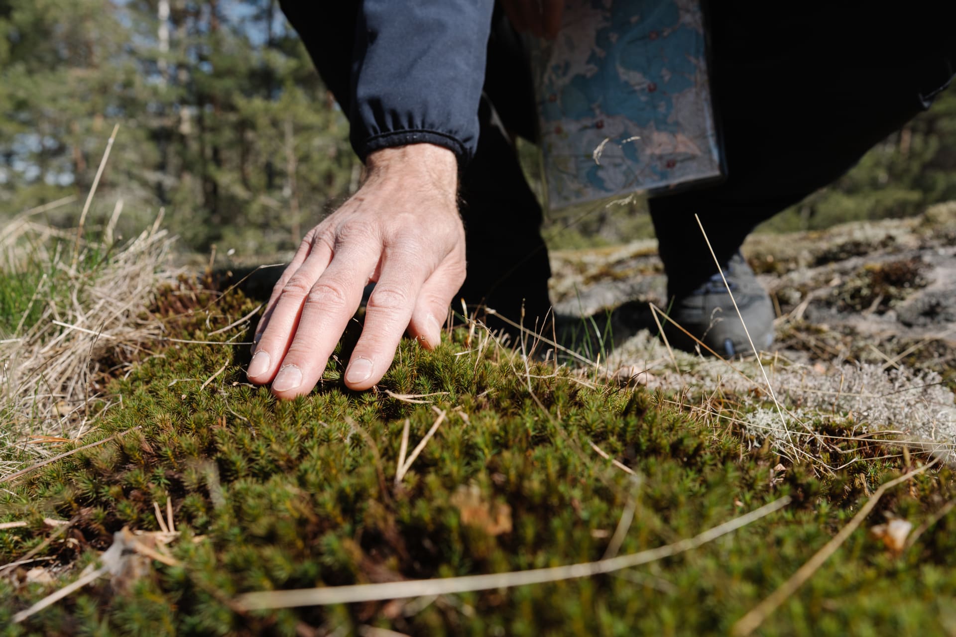 Moss