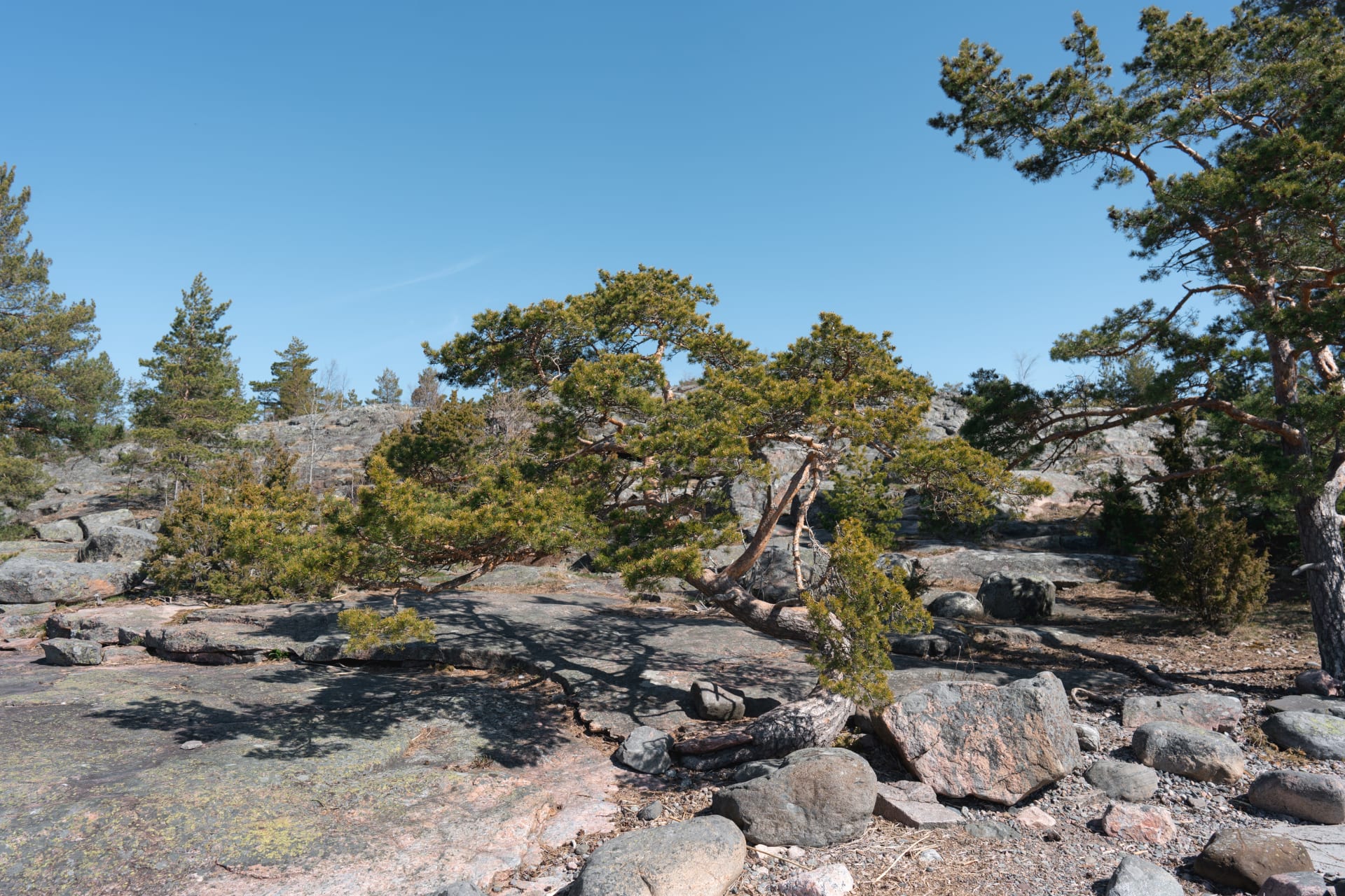 Rocks and pine tree