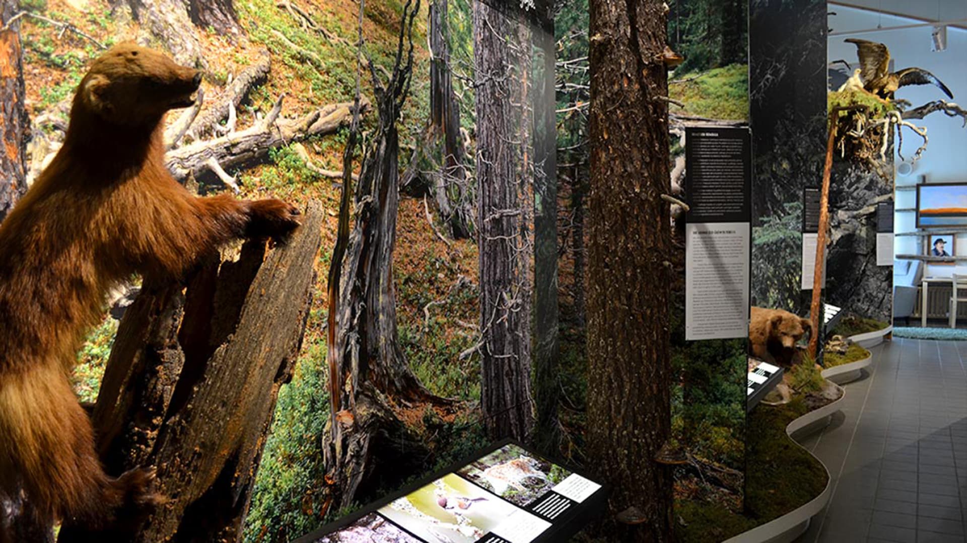 A stuffed hawk, bear and a wolverine in a nature diorama without glass inside a building. Täytetty haukka, karhu ja ahma luontodioraamassa ilman lasia rakennuksen sisällä, dioraaman vieressä kulkee käytävä. Photo: Mari Kotajärvi