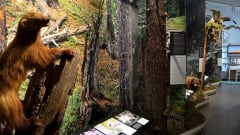 Savukosken opastuskeskus Korvatunturi