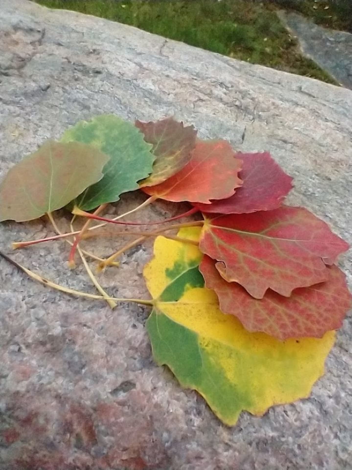 Nature's colour map of leaves
