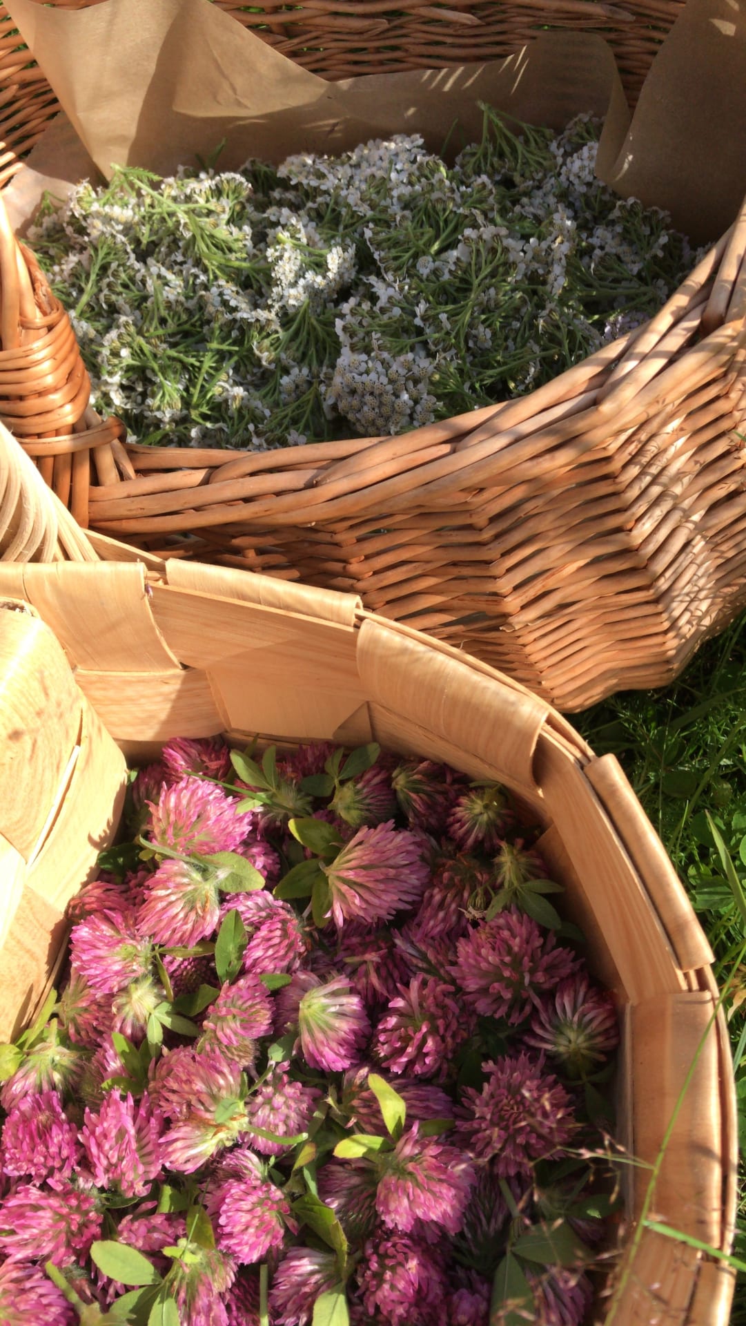Clove-and-yarrow
