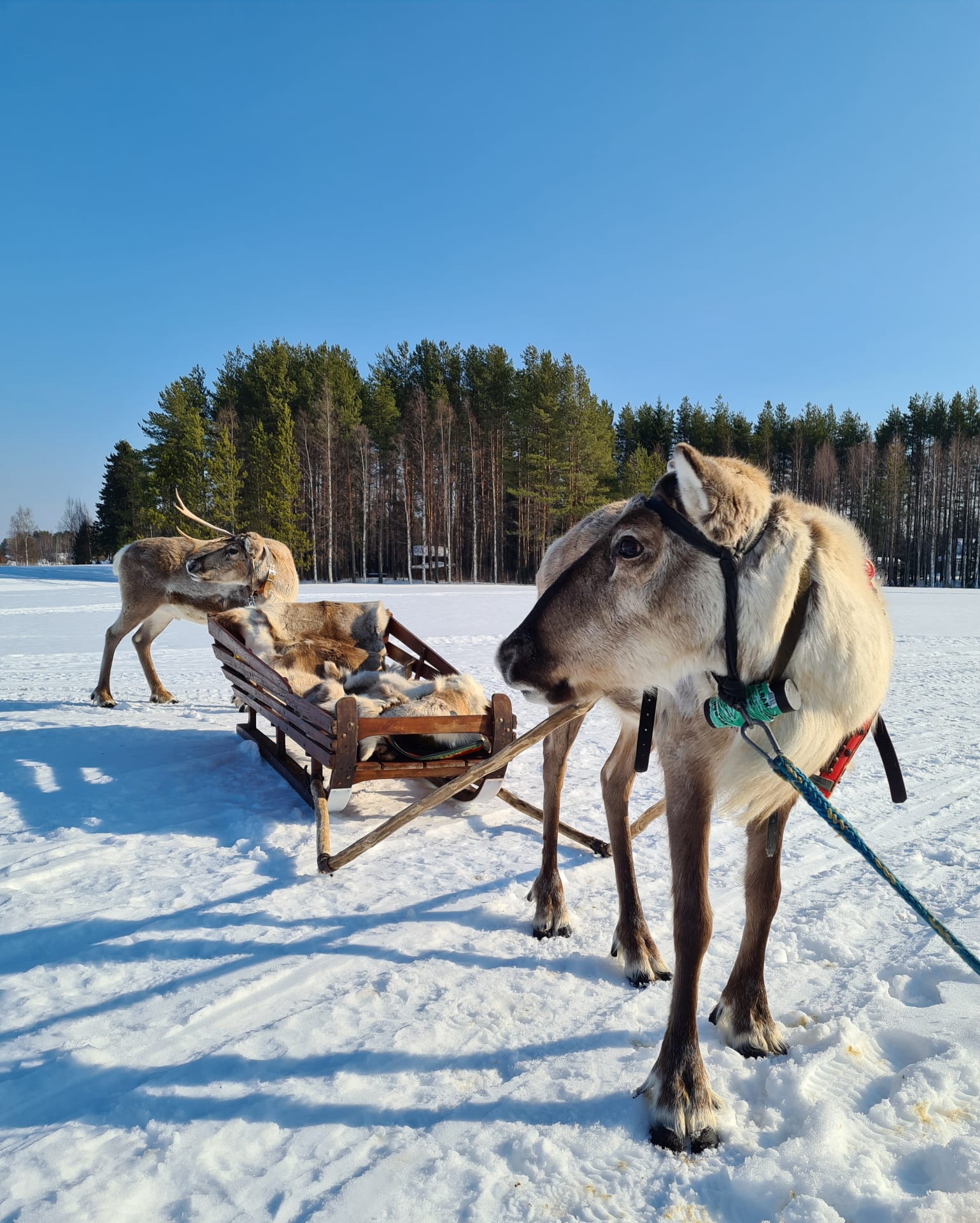 Rekiajelu porojen vetämänä