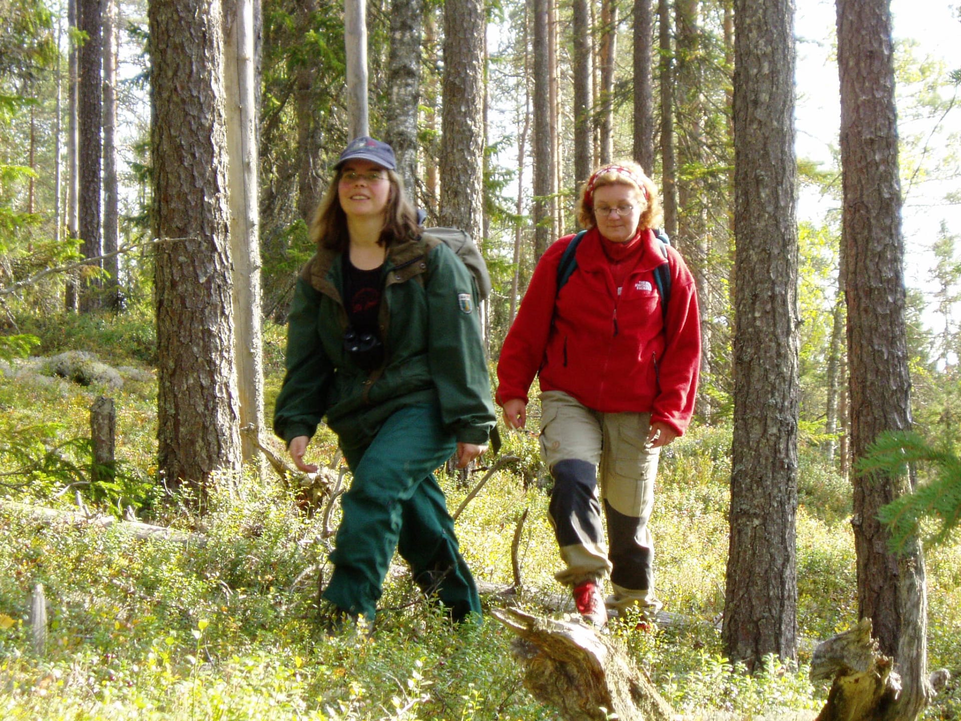 Hiking in forest in Kuhmo area.