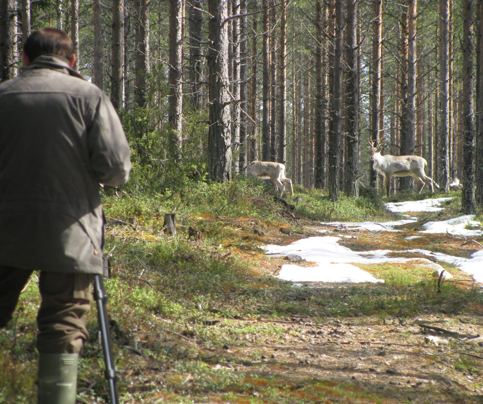 Excursion to search for wild forest reindeer