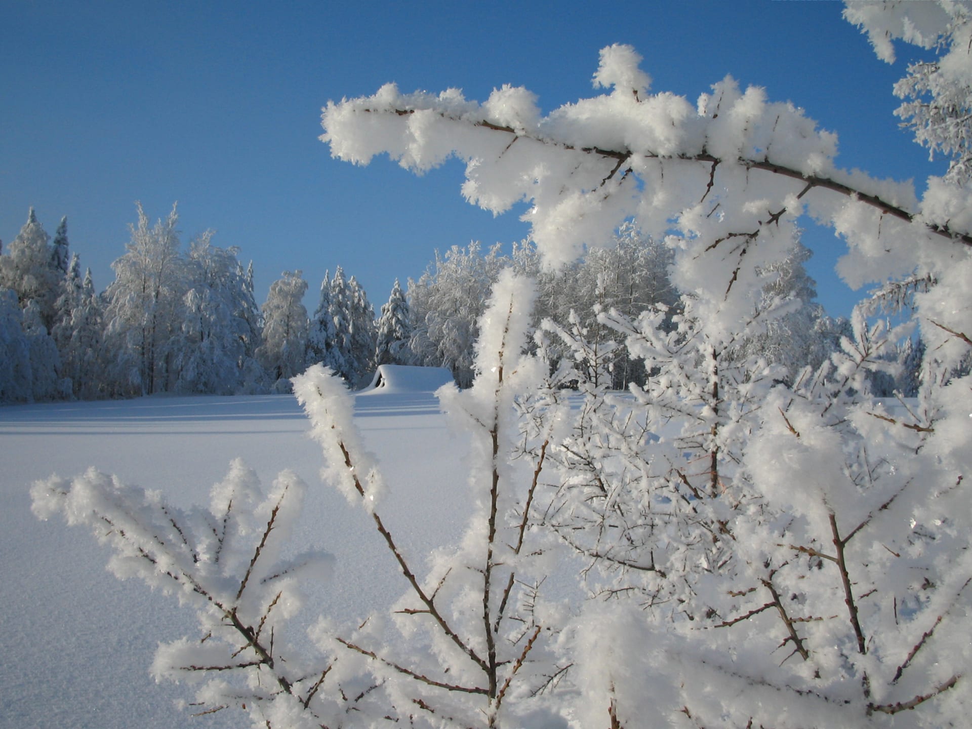 Kuhmo Culture Celebrates Winter