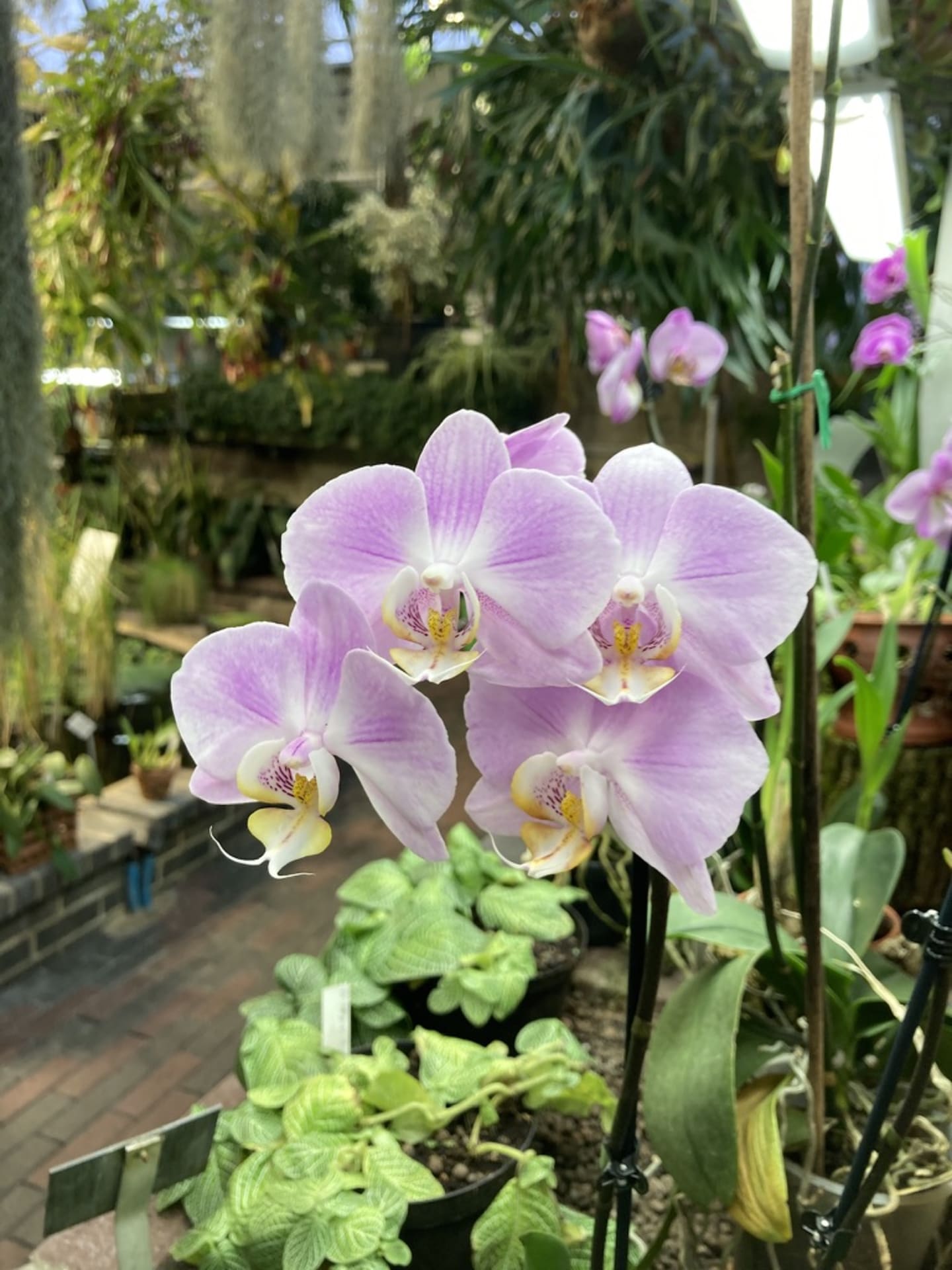 Orchids in the tropical greenhouse.