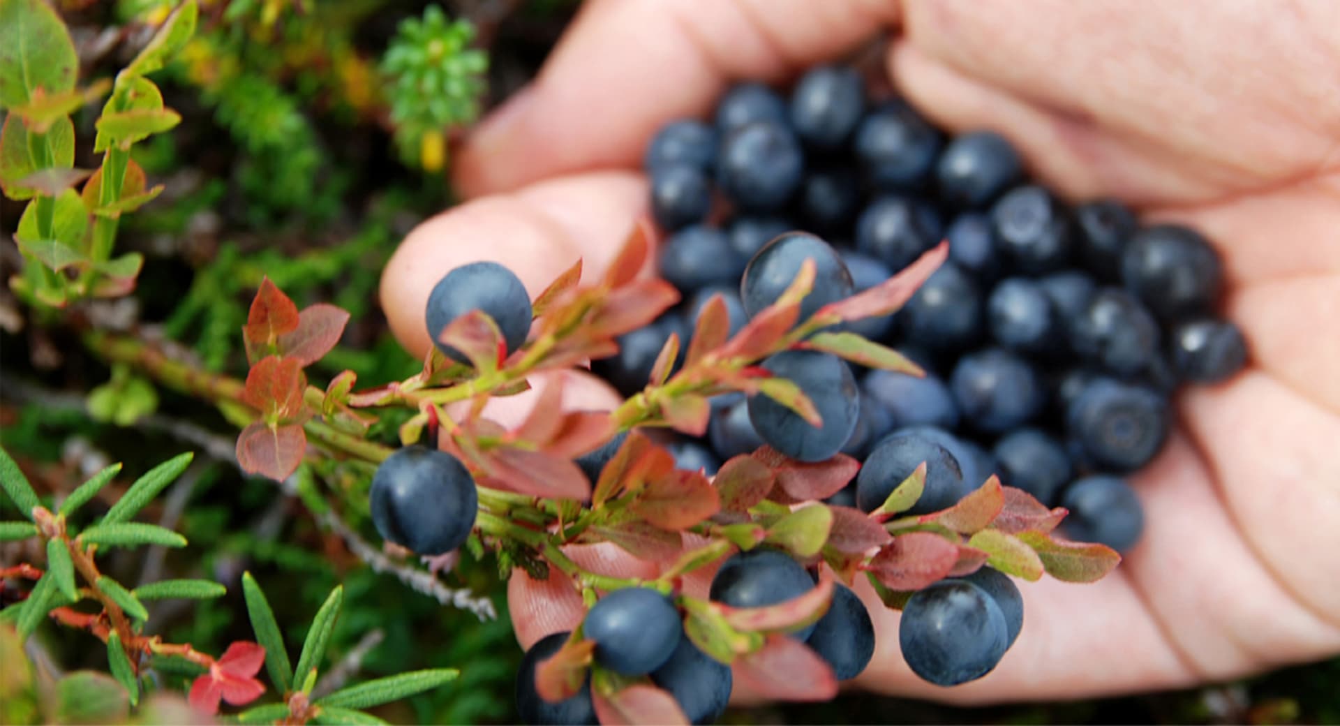Blueberry Finnish forest