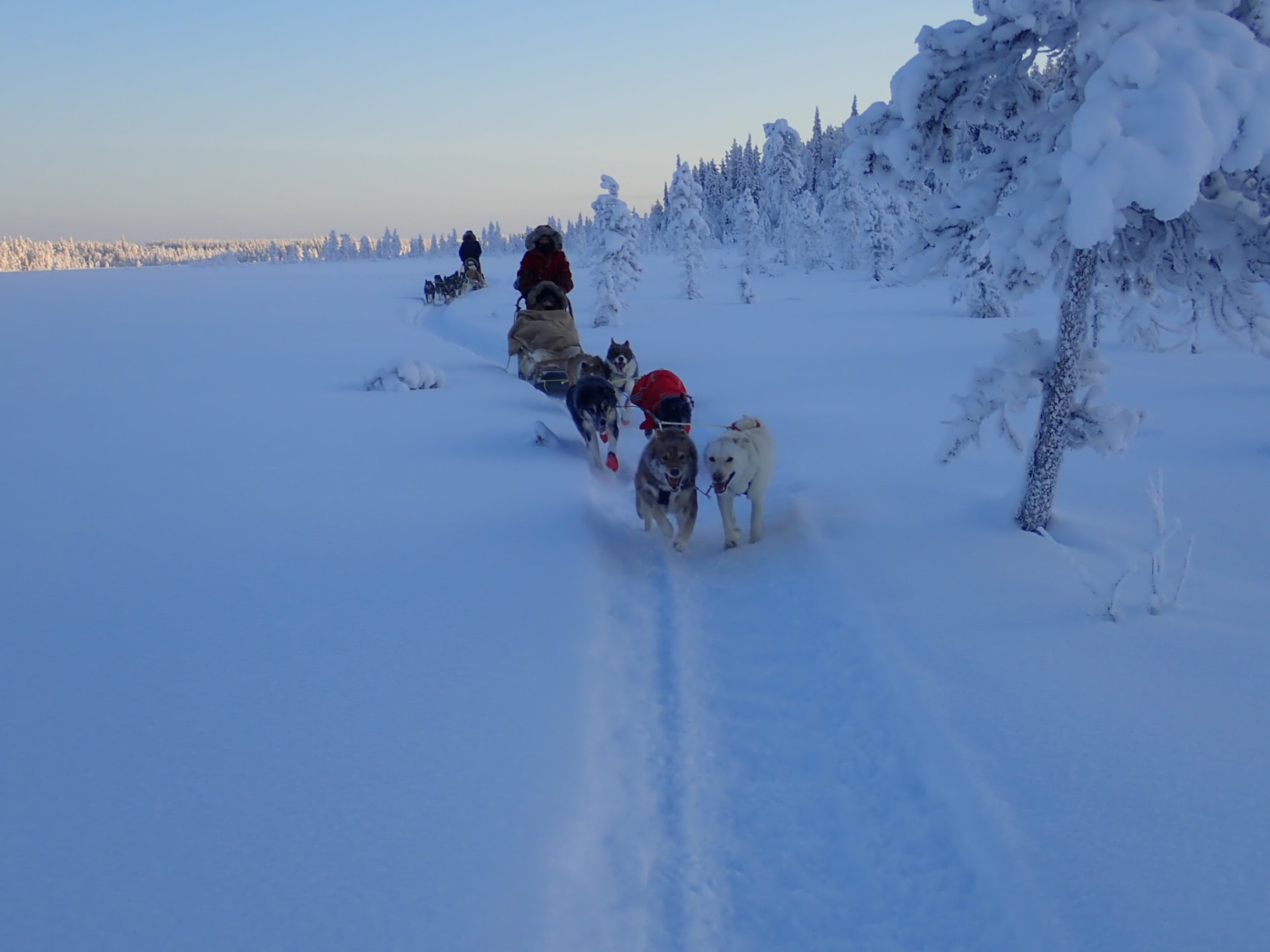 Half day husky safari