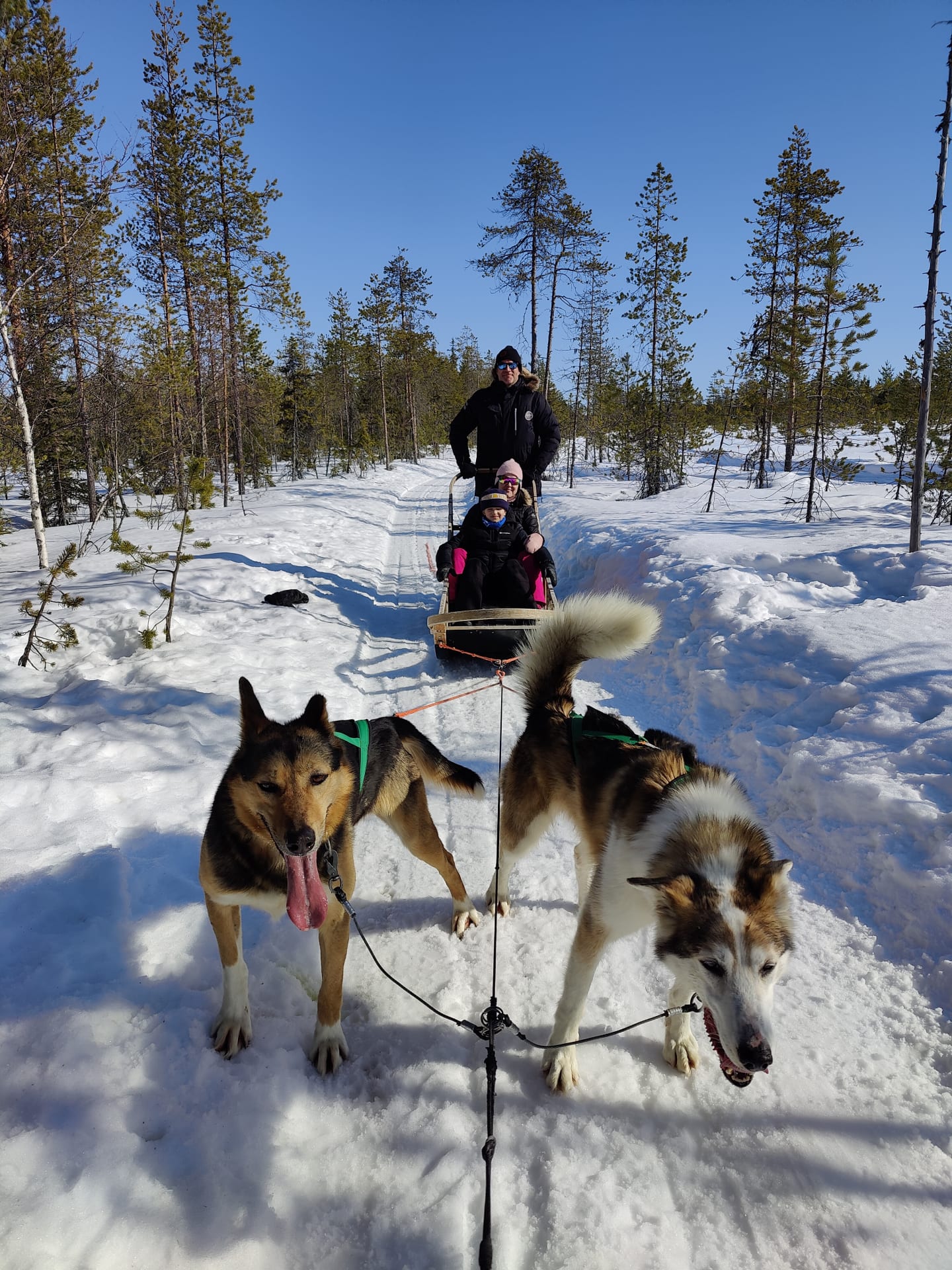 Husky sledge ride