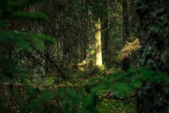 Murhaava luonto -opastus