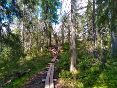 Relaxing Forest Mind Trip in Syöte National Park