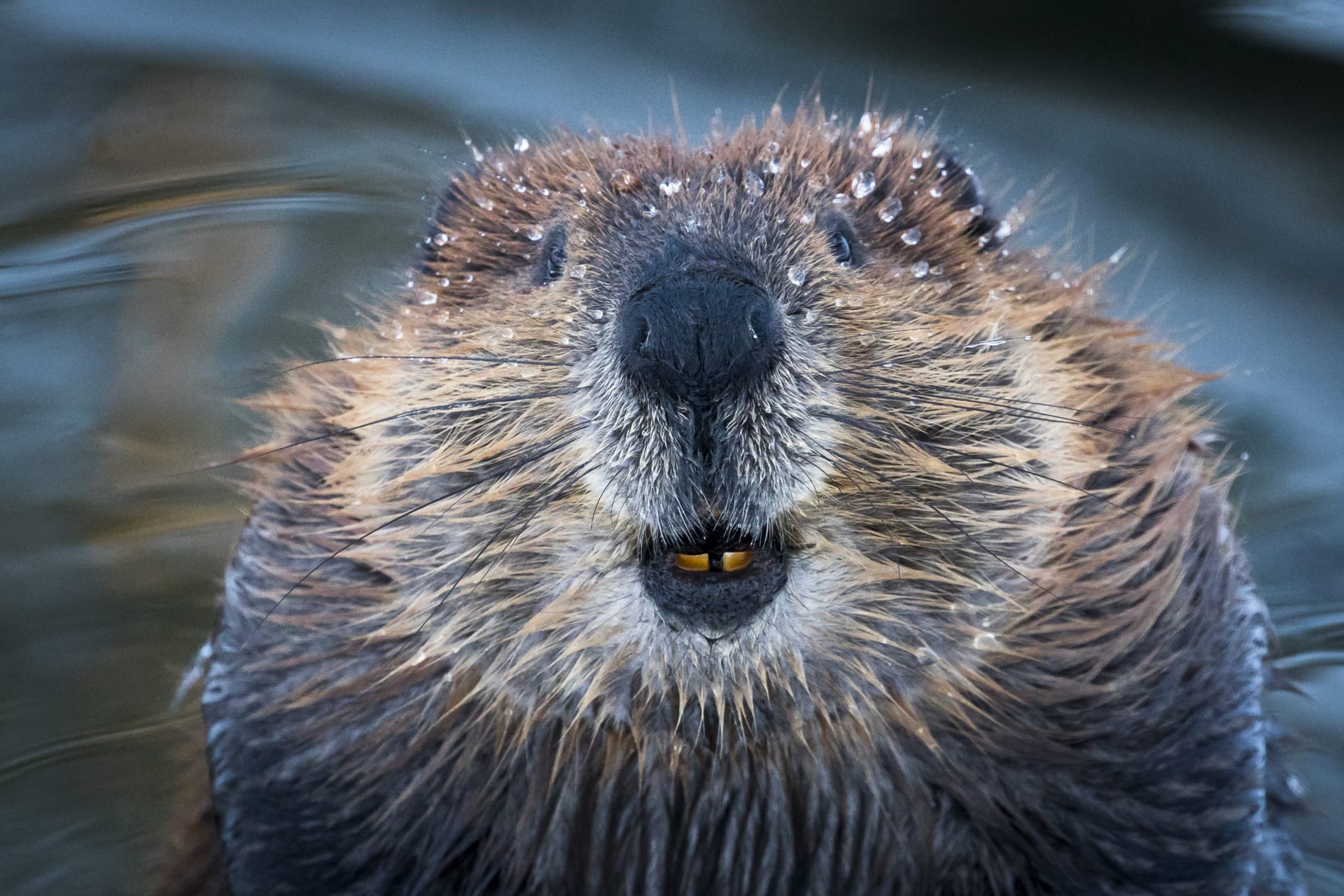 A Beaver smiling at the camera