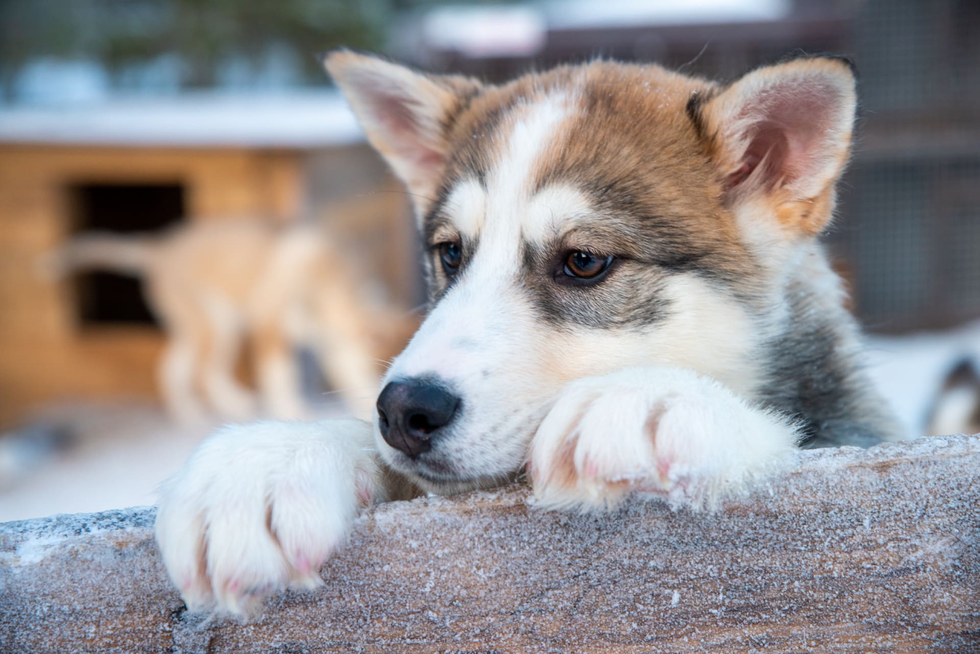 Husky farm in Kemi