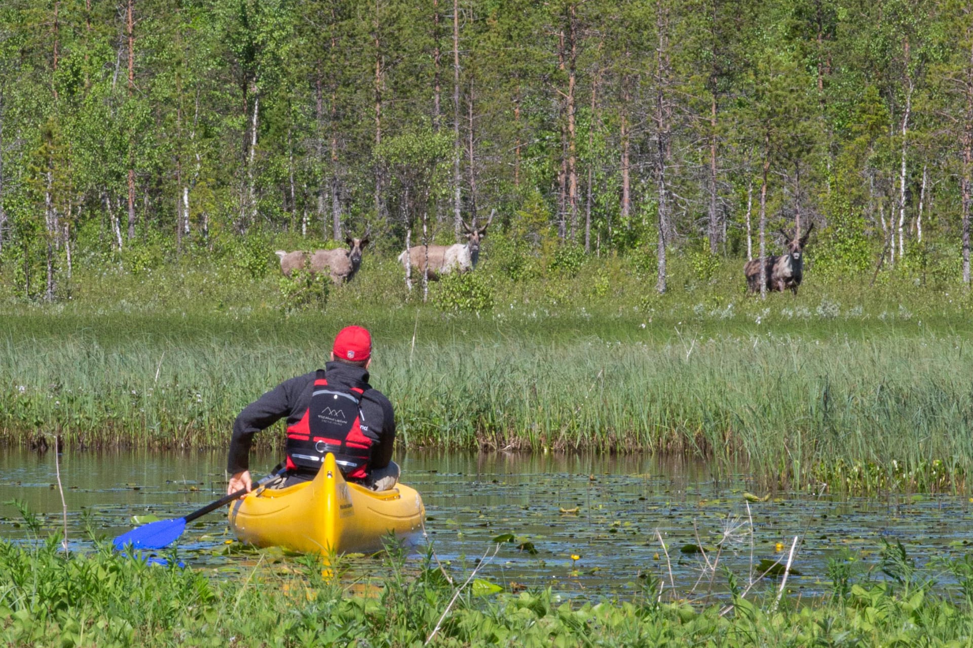 Immersion in the nature