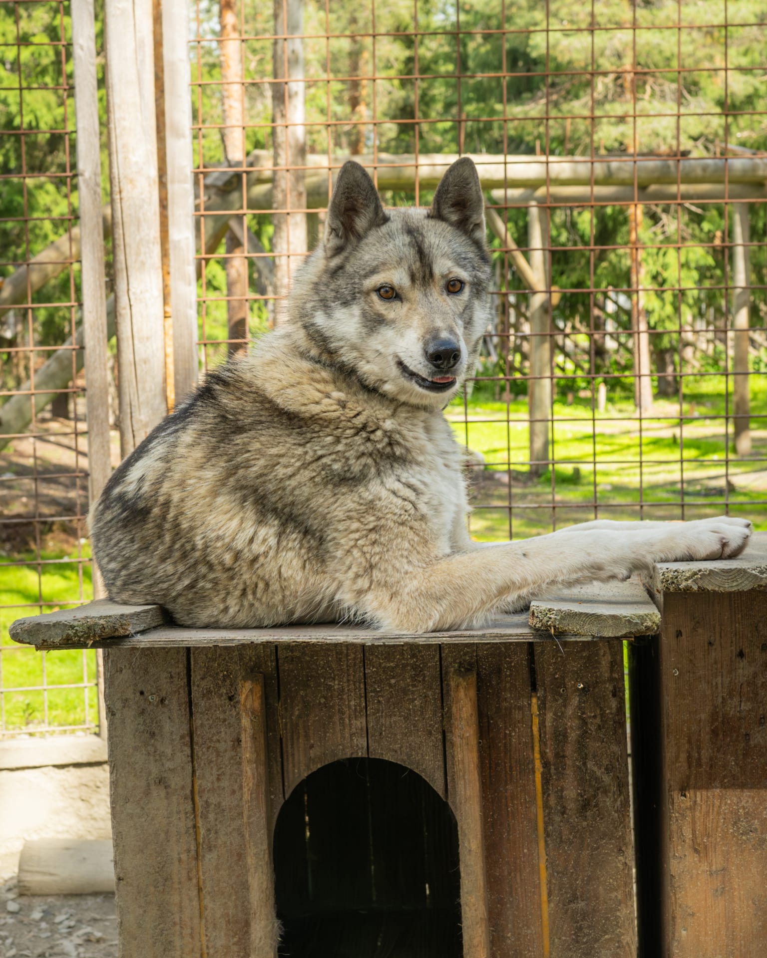 Siberian Husky