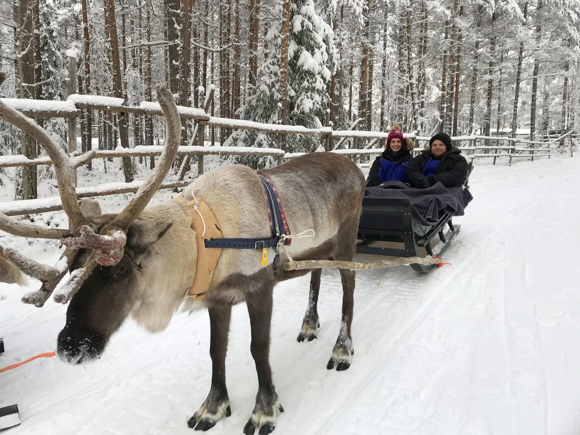 Nordlichter-Jagd mit Rentier-Schlittenfahrt