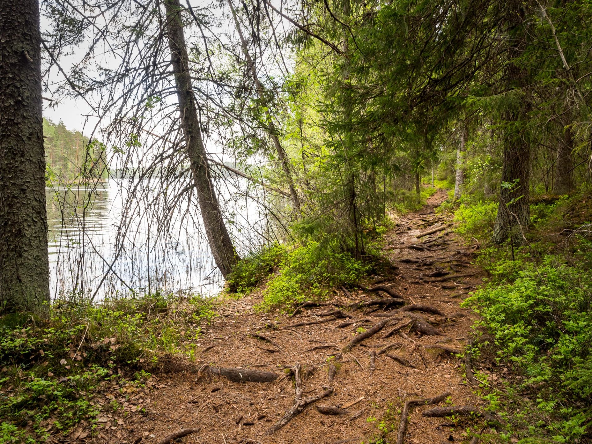 Quiet natural paths in Nuuksio National Park