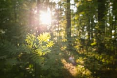 Härmälän luontopolku