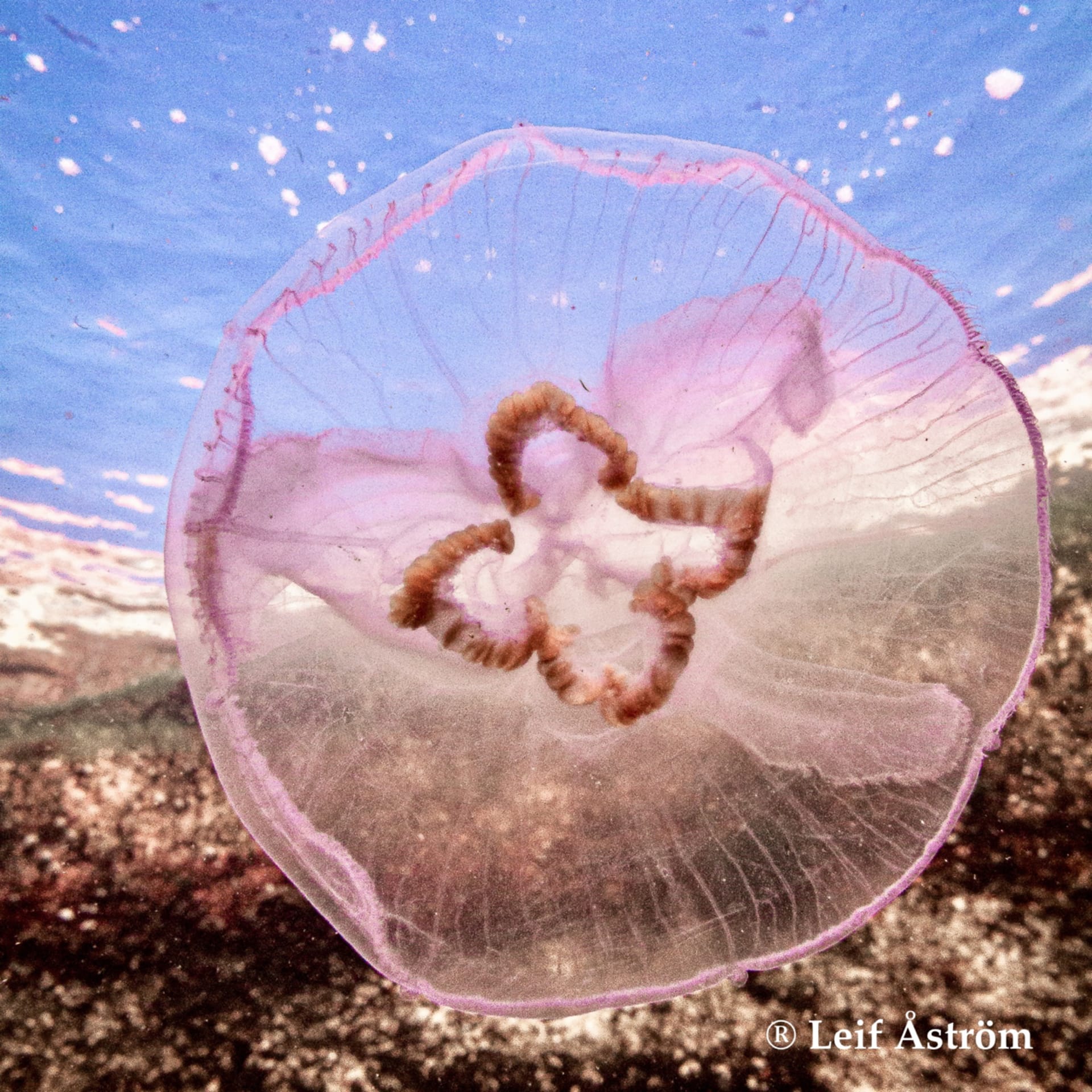 Jellywish in autumn Hanko