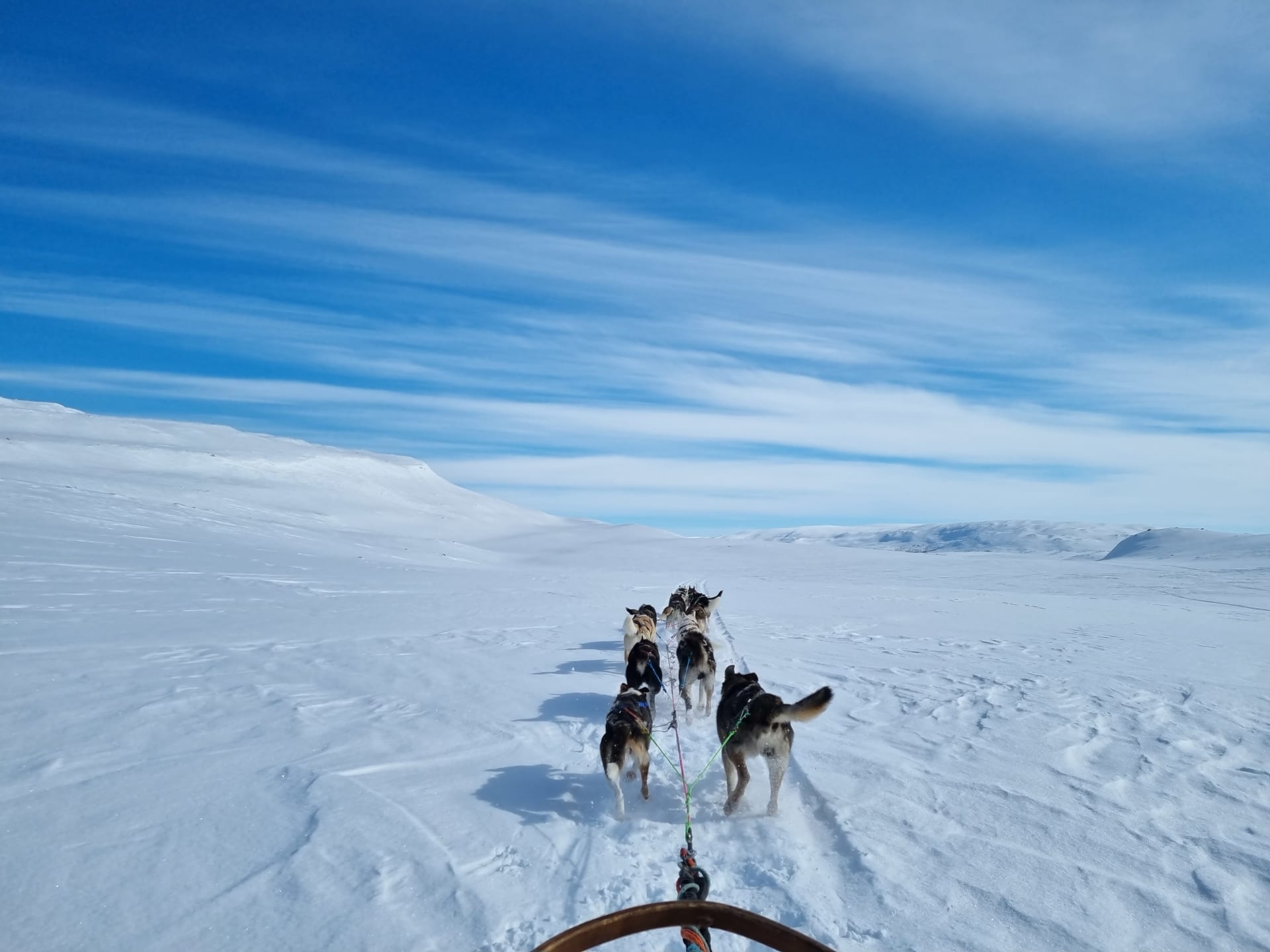 Dog sled run through white snowpath